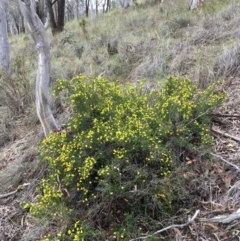 Hibbertia ericifolia subsp. ericifolia at Jerrabomberra, NSW - 13 Dec 2018