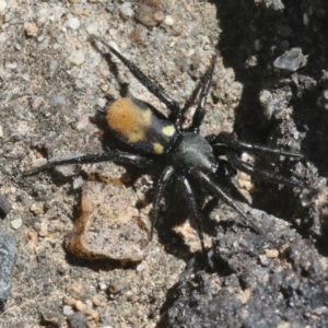 Eilica sp. (genus) at Acton, ACT - 28 Oct 2018 12:00 AM