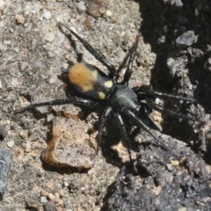 Eilica sp. (genus) at Acton, ACT - 28 Oct 2018