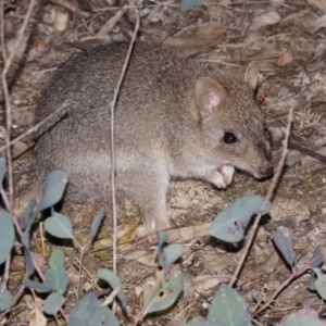 Bettongia gaimardi at Amaroo, ACT - 28 Oct 2018 12:25 AM