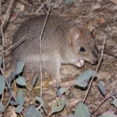 Bettongia gaimardi (Southern Bettong) at Amaroo, ACT - 27 Oct 2018 by silversea_starsong