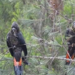 Calyptorhynchus lathami (Glossy Black-Cockatoo) at Wonboyn North, NSW - 13 Dec 2018 by MickBettanin