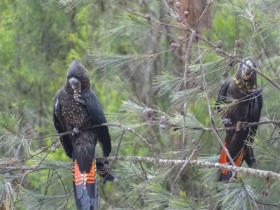 Calyptorhynchus lathami lathami (Glossy Black-Cockatoo) at Wonboyn North, NSW - 14 Dec 2018 by MickBettanin