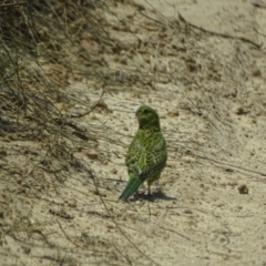 Pezoporus wallicus (Ground Parrot) at Ben Boyd National Park - 12 Dec 2018 by MickBettanin