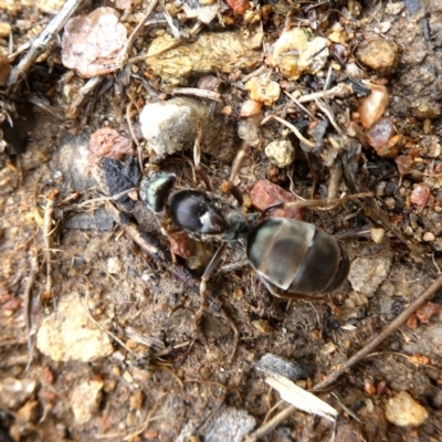 Camponotus sp. (genus) at Wandiyali-Environa Conservation Area - 14 Dec 2018 by Wandiyali