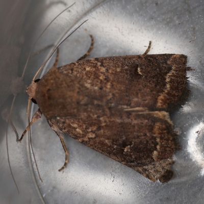 Proteuxoa hypochalchis (Black-bar Noctuid) at O'Connor, ACT - 10 Dec 2018 by ibaird