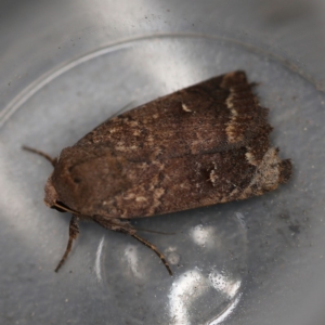 Proteuxoa hypochalchis at O'Connor, ACT - 10 Dec 2018