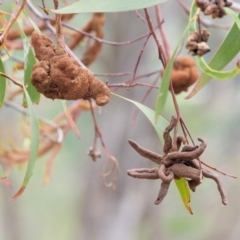Uromycladium implexae at Red Hill, ACT - 10 Dec 2018 by KenT
