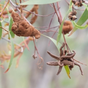Uromycladium implexae at Red Hill, ACT - 10 Dec 2018 10:43 AM