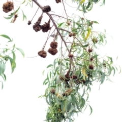 Uromycladium implexae at Red Hill, ACT - 10 Dec 2018 10:43 AM