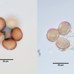 Uromycladium implexae at Red Hill, ACT - 10 Dec 2018 10:43 AM