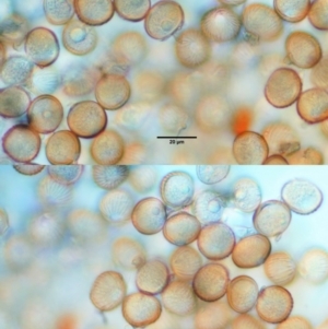 Uromycladium implexae at Red Hill, ACT - 10 Dec 2018 10:43 AM