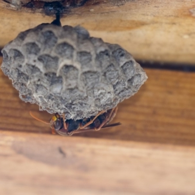 Polistes (Polistella) humilis (Common Paper Wasp) at ANBG - 11 Dec 2018 by AlisonMilton