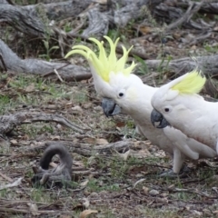 Cacatua galerita (Sulphur-crested Cockatoo) at Red Hill Nature Reserve - 9 Dec 2018 by roymcd