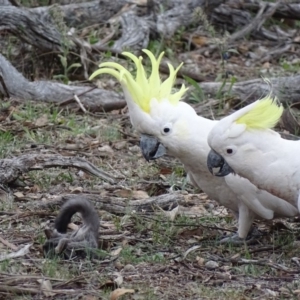 Cacatua galerita at Red Hill, ACT - 9 Dec 2018 07:09 PM