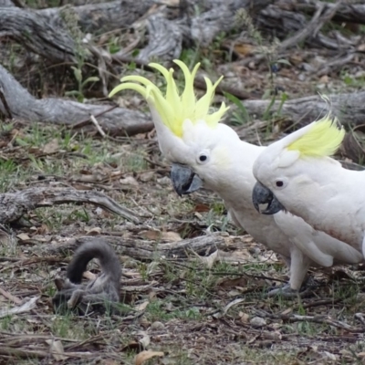 Cacatua galerita (Sulphur-crested Cockatoo) at Red Hill, ACT - 9 Dec 2018 by roymcd