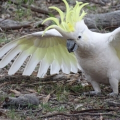 Cacatua galerita at Red Hill, ACT - 9 Dec 2018 07:09 PM