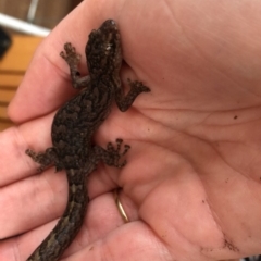 Christinus marmoratus (Southern Marbled Gecko) at Wanniassa, ACT - 13 Dec 2018 by Lucylu243