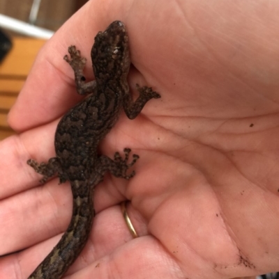 Christinus marmoratus (Southern Marbled Gecko) at Wanniassa, ACT - 13 Dec 2018 by Lucylu243