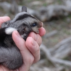 Petaurus notatus (Krefft’s Glider, Sugar Glider) at Red Hill, ACT - 9 Dec 2018 by roymcd