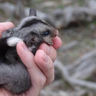 Petaurus notatus (Krefft’s Glider, Sugar Glider) at Red Hill, ACT - 9 Dec 2018 by roymcd