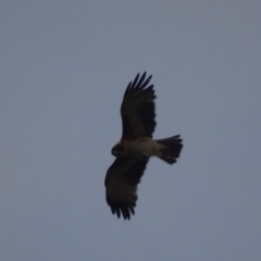 Hieraaetus morphnoides (Little Eagle) by roymcd