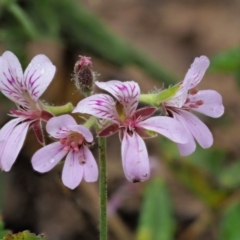 Pelargonium australe (Austral Stork's-bill) at Uriarra, ACT - 12 Dec 2018 by KenT