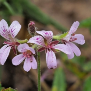 Pelargonium australe at Uriarra, ACT - 12 Dec 2018 08:43 AM