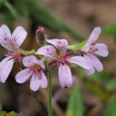 Pelargonium australe (Austral Stork's-bill) at Uriarra, ACT - 12 Dec 2018 by KenT