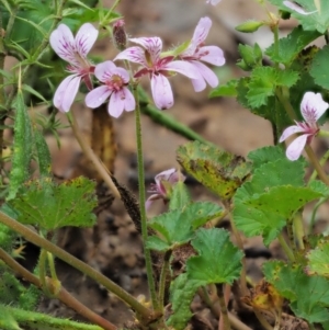 Pelargonium australe at Uriarra, ACT - 12 Dec 2018