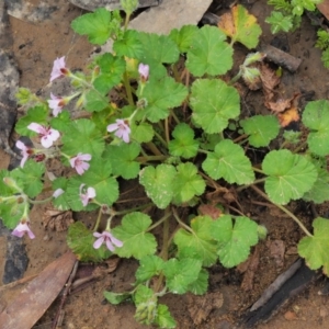 Pelargonium australe at Uriarra, ACT - 12 Dec 2018