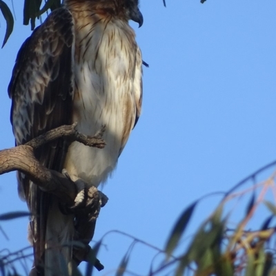 Hieraaetus morphnoides (Little Eagle) at Garran, ACT - 8 Dec 2018 by roymcd