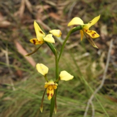 Diuris sulphurea (Tiger Orchid) at Cotter River, ACT - 9 Dec 2018 by MatthewFrawley