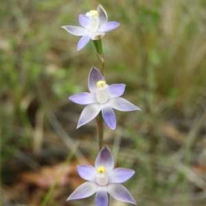 Thelymitra sp. at Cotter River, ACT - 9 Dec 2018