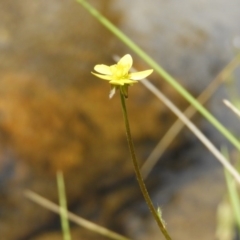 Ranunculus scapiger at Cotter River, ACT - 8 Dec 2018 by MatthewFrawley