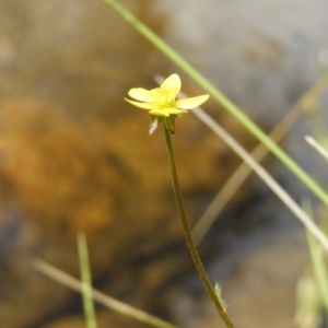 Ranunculus scapiger at Cotter River, ACT - 9 Dec 2018 10:36 AM