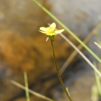 Ranunculus scapiger at Cotter River, ACT - 9 Dec 2018 by MatthewFrawley