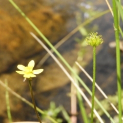 Ranunculus scapiger at Cotter River, ACT - 9 Dec 2018 10:36 AM