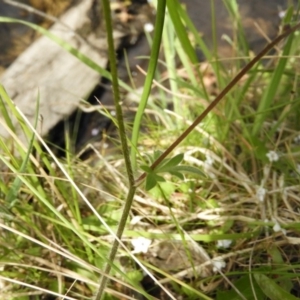 Ranunculus scapiger at Cotter River, ACT - 9 Dec 2018 10:36 AM