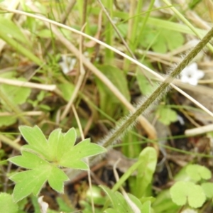 Ranunculus scapiger at Cotter River, ACT - 9 Dec 2018