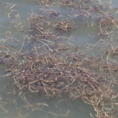 Potamogeton crispus (Curly Pondweed) at Illilanga & Baroona - 3 Dec 2018 by Illilanga