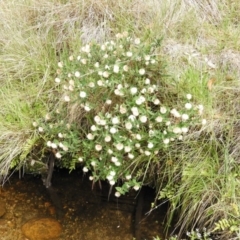 Pimelea ligustrina subsp. ciliata at Cotter River, ACT - 9 Dec 2018 10:23 AM