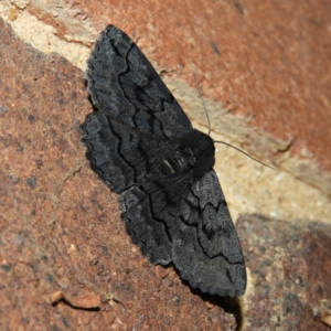 Melanodes anthracitaria at Kambah, ACT - 9 Dec 2018 10:40 PM