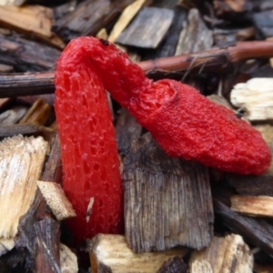 Phallus rubicundus at Narrabundah, ACT - 14 Dec 2018