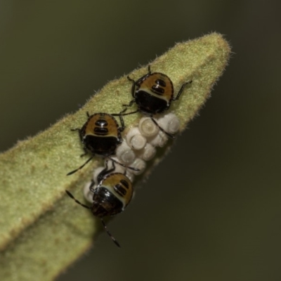 Pentatomidae (family) (Shield or Stink bug) at ANBG - 11 Dec 2018 by AlisonMilton