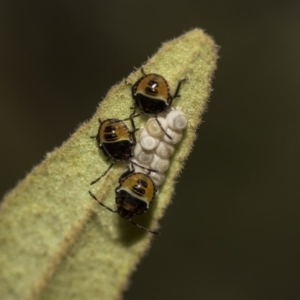 Pentatomidae (family) at Acton, ACT - 11 Dec 2018