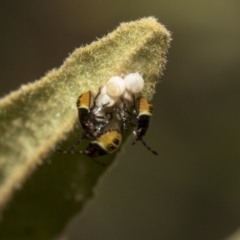 Pentatomidae (family) at Acton, ACT - 11 Dec 2018 10:11 AM