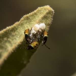 Pentatomidae (family) at Acton, ACT - 11 Dec 2018