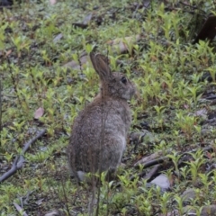 Oryctolagus cuniculus (European Rabbit) at Paddys River, ACT - 13 Dec 2018 by Alison Milton