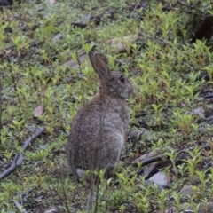 Oryctolagus cuniculus (European Rabbit) at Paddys River, ACT - 14 Dec 2018 by AlisonMilton